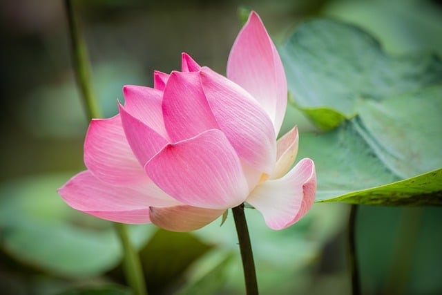 8 loài hoa tượng trưng cho sự thành công