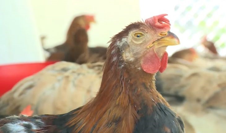 CÁCH PHÒNG BỆNH CRD Ở GÀ – BỆNH HEN GÀ - Khoa Thú y