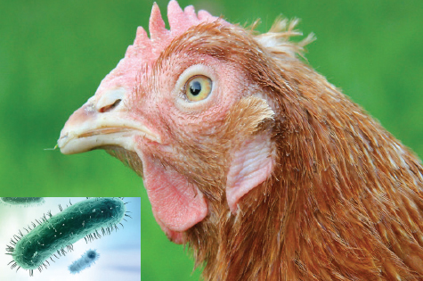 Phòng trị bệnh hen gà CRD - Tin tức Chăn nuôi - Tạp chí Chăn nuôi Việt Nam