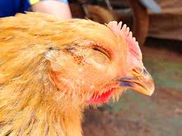 Bệnh sưng phù đầu gia cầm (Coryza)